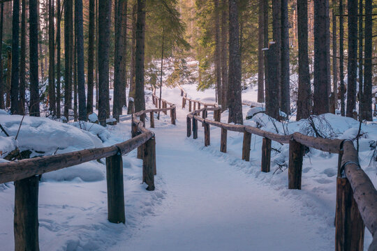 Snowy path in winter woods