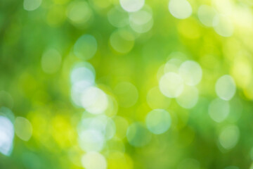 Obraz premium Abstract blur green leaf bokeh nature background