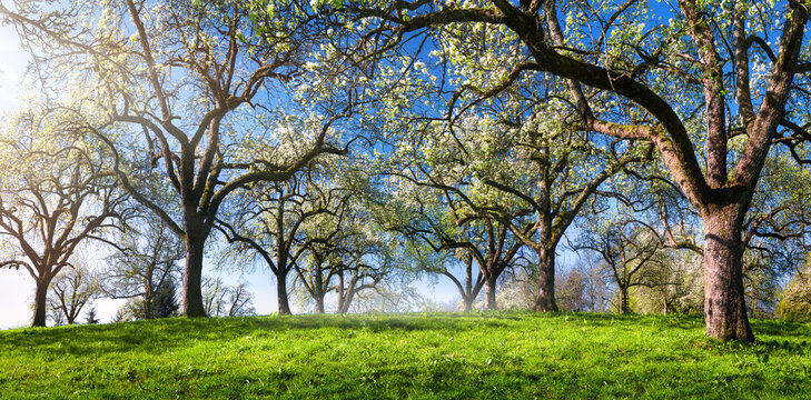 Beautiful panoramic green landscape in spring, with trees in a row creating an alley on a meadow lit by rays of side light, clear blue sky