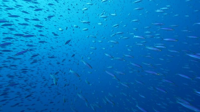 Seascape with School of Boga Fish in the coral reef of the Caribbean Sea, Curacao
