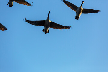 Goose in New Zealand