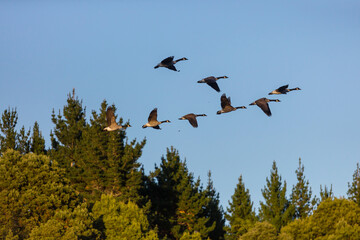 Goose in New Zealand