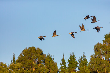 Goose in New Zealand