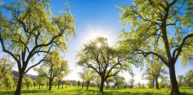 Beautiful panoramic green landscape in spring or summer, with trees in a row on a meadow and the sun shining bright in the clear blue sky