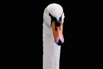 Beautiful mute swan, Cygnus olor, swimming in the lake