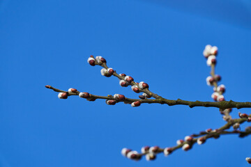 Willows, also called sallows and osiers, from the genus Salix, are around 400 species of deciduous trees and shrubs