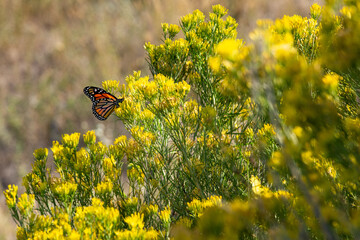 A monarch butterfly (Danaus plexippus) on a yellow rabbitbush (Chrysothamnus viscidiflorus) in the...