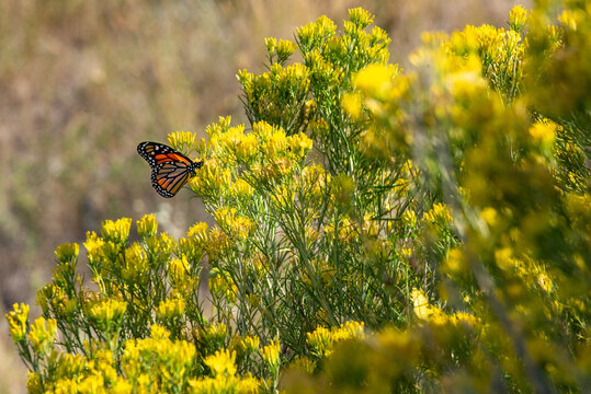 A monarch butterfly (Danaus plexippus) on a yellow rabbitbush (Chrysothamnus viscidiflorus) in the grasslands of South Dakota near the Badlands.