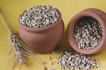 Emmer wheat or hulled wheat