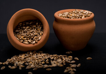 Emmer wheat or hulled wheat in the pots