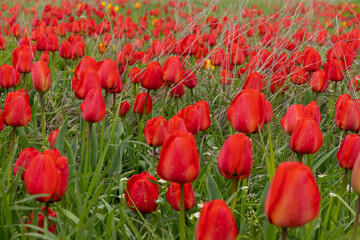 Obraz premium Red tulips in the grass. Floral background.