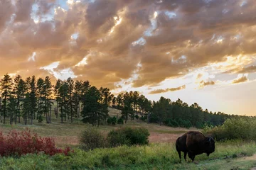 Rolgordijnen An American bison (buffalo) at sunset in Custer State Park in South Dakota © Alyse