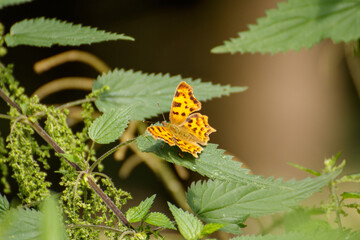 butterfly on leaf