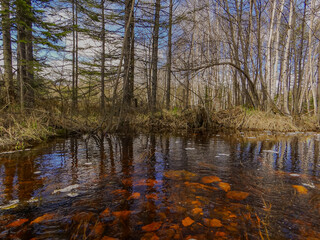 Obraz premium spring in the forest