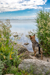 Urlaub mit Hund - ein kleiner Pinscher-Mischling schaut auf die Ostsee und den Fehmarnsund mit der Fehmarnsundbrücke auf der Ostseeinsel Fehmarn