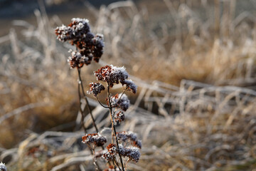 Winter grass. Photo of shades of brown. The plants are covered with ice crystals.