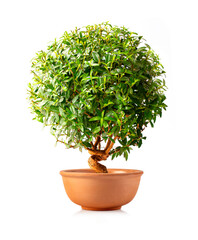 decorative  spherical plant