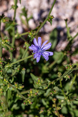 Cichorium intybus flower in meadow, close up 