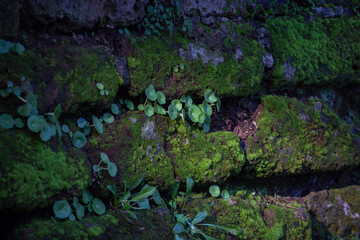 Biodiversity and Symbiosis between plants - mossy- lichen living in the brick wall,natural biology.Photosynthesis.Sutri,Italy.