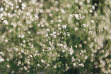 fresh cut flowers white gypsophila background