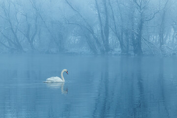 Lonely swan swimming on frozen river on a foggy morning