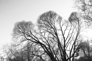 Black silhouette of a tree without leaves against a light sky, black and white monochrome stock photo with empty space for text. 