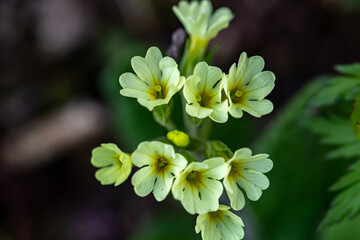 Primula vulgaris flower growing in mountains, close up 	