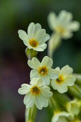 Naklejka na ściany i meble Primula vulgaris flower in mountains, close up shoot 