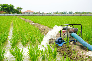 Irrigation of rice fields using pump wells with the technique of pumping water from the ground to...