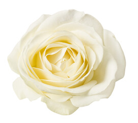 White rose isolated on white background with clipping path