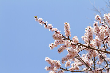 Spring flowers sprouting texture background.