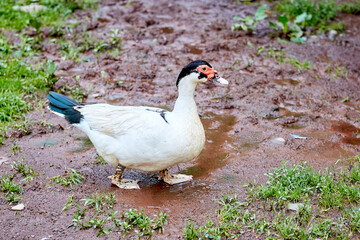 Black Headed Muscovy Duck with Blue Tail Feathers Walking in Mud Puddle