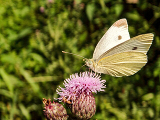 butterfly on flower