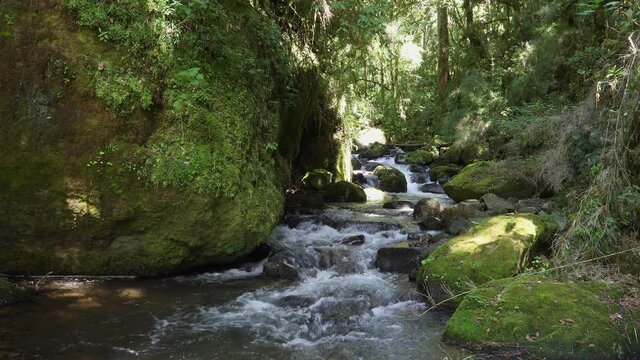 Small wild mountain river Rio Savegre. Stunning landscape of wilderness and pure nature. San Gerardo de Dota, Costa Rica.