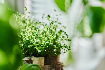 Fresh thyme growing in a pot on a white kitchen sill. Close up view.