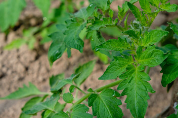 Water condensation on a tomato leaf. Watering and caring for tomatoes.