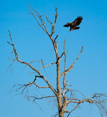Wild Juvenile Bald Eagles hunting from tree branches at a farm in Birchwood Tennessee.