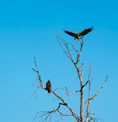 Wild Juvenile Bald Eagles hunting from tree branches at a farm in Birchwood Tennessee.