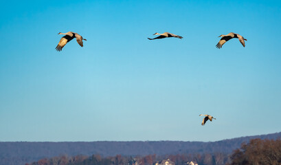 Fototapeta na wymiar Sandhill Cranes flying in formation over Sandhill Wildlife Refuge in Birchwood Tennessee.