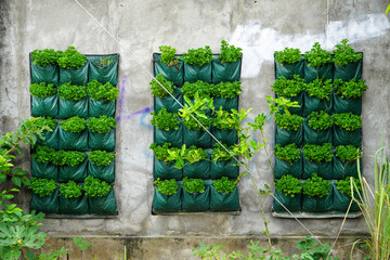 A green wall is a vertical built structure intentionally covered by vegetation. Green walls include a vertically applied growth medium such as soil, substitute substrate, or hydroculture felt.