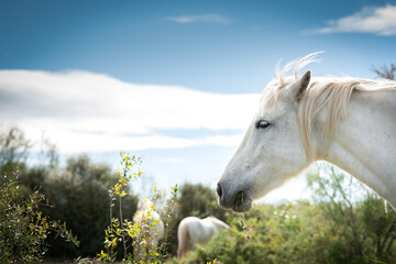 Naklejka na ściany i meble White horses in Camargue