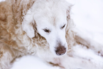 labrador retriever dog nibbles a stick in winter outside in the snow
