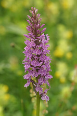 Closeup on a purple flower of the rare Heath Spotted Orchid, Dactylorhiza maculata in a meadow , grassfield