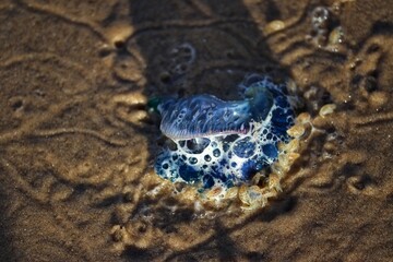 The beauty of marine species found on the beachfront sand in Rio Grande do Sul, Brazil.