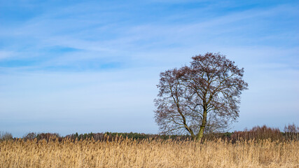 black alder tree growing alone in swamps