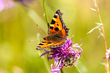 Small Tortoiseshell