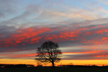 Fototapeta na wymiar Silhouette of a Alder Tree at Sunset. County Durham, England, UK.