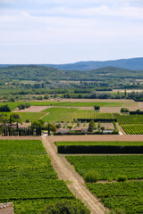 Vineyards near the Joucas, Provence, France on a sunny summer day. Wine tourism. Vertical image. 	