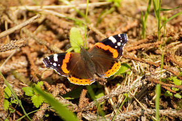 butterfly on a flower