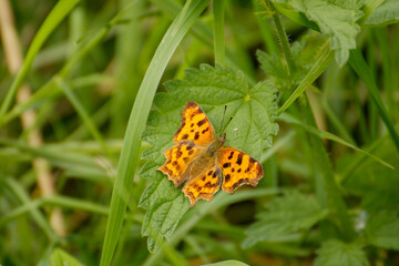 butterfly on flower